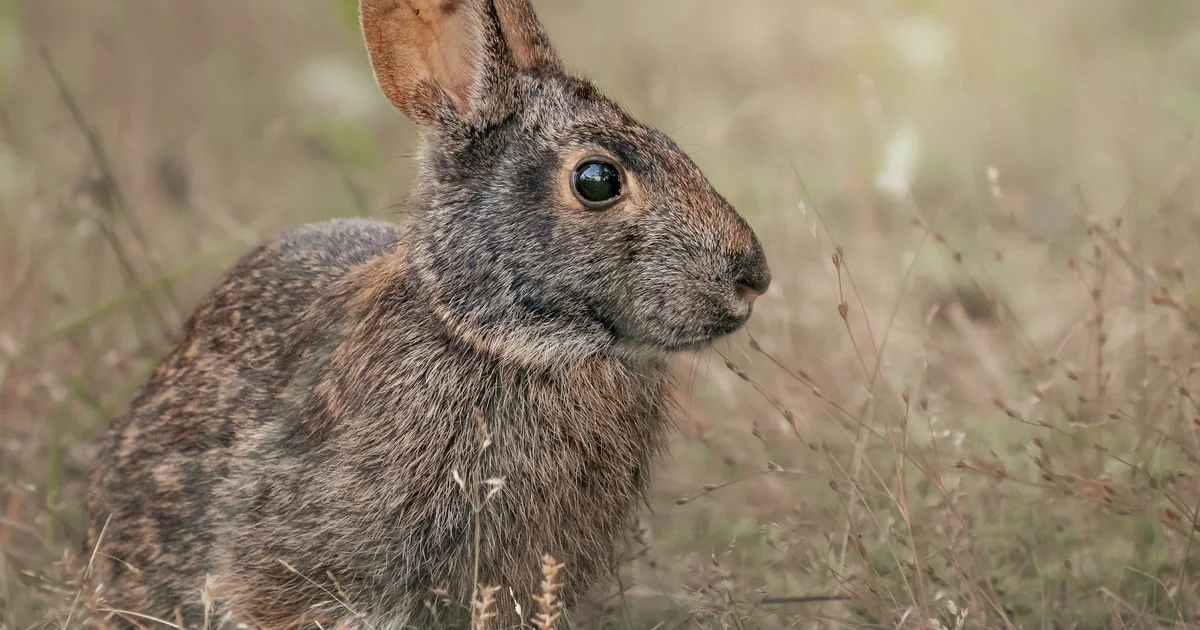 Un lapin gris assis dans les herbes sèches, oreilles dressées