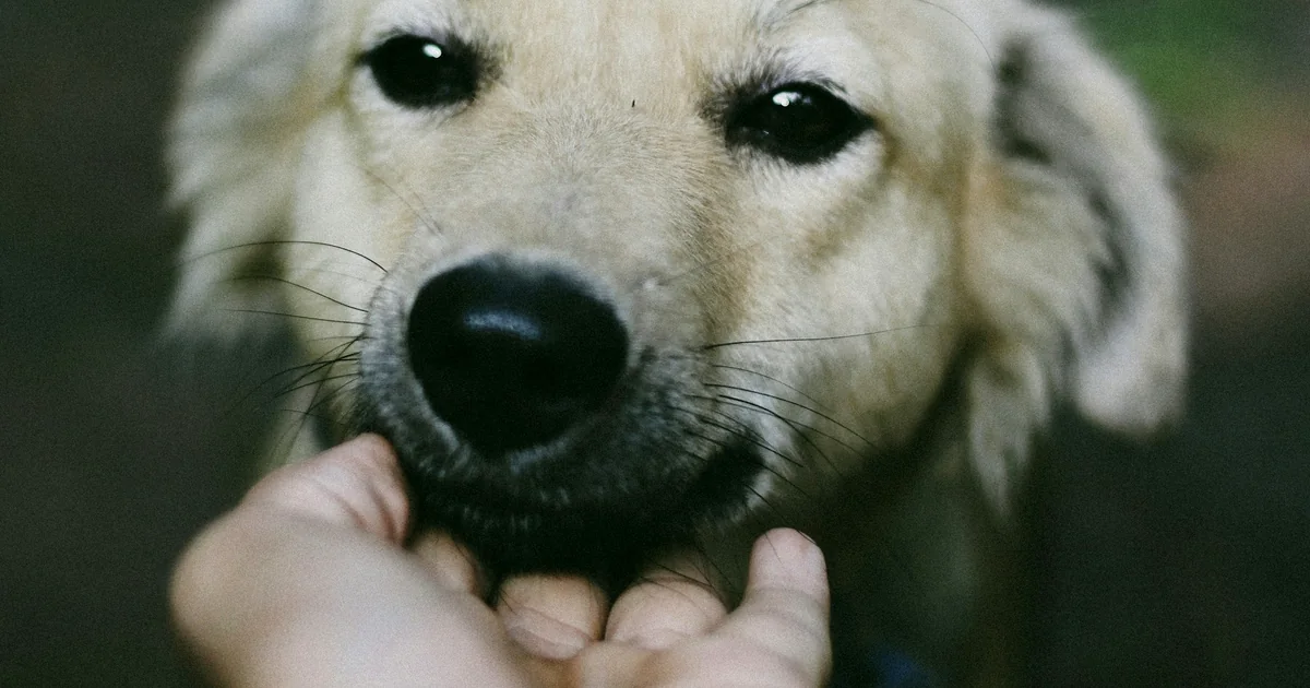 Une main caresse doucement le visage d'un chien clair
