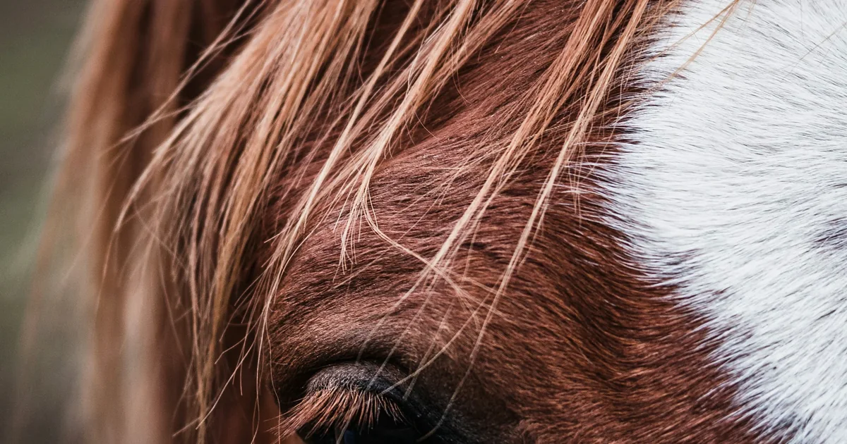 Gros plan sur l'œil d'un cheval brun et blanc