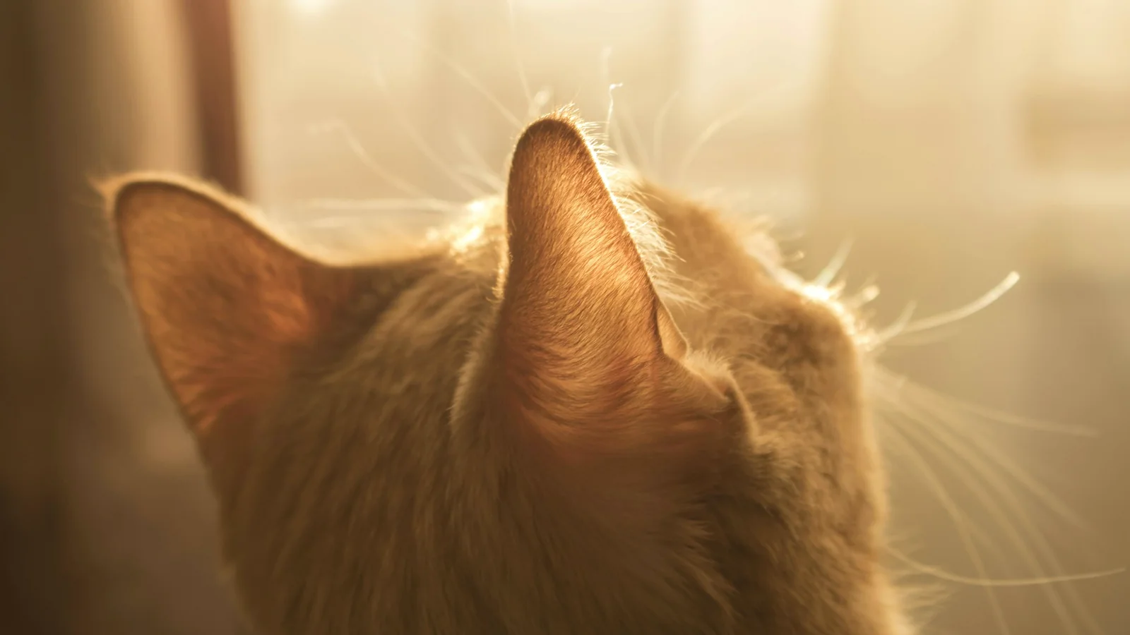 Un chat roux en contre-jour, l'oreille tournée vers une lumière dorée