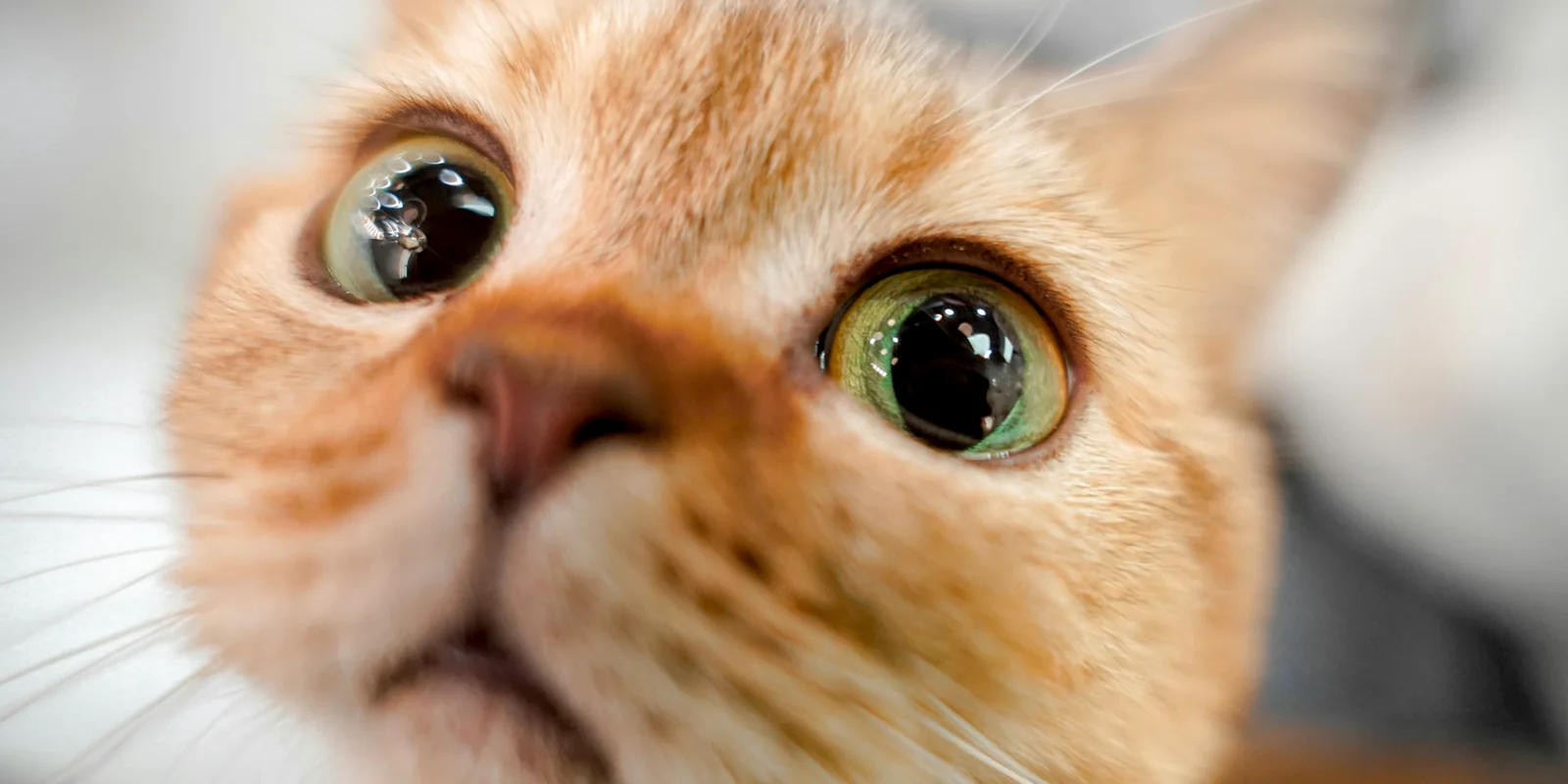 Gros plan sur le visage d'un chat roux aux yeux grands ouverts