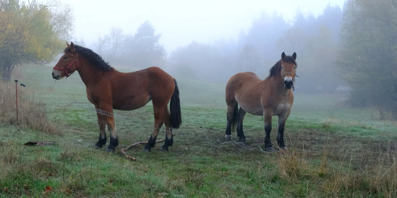 Deux chevaux bruns dans un pré brumeux au petit matin