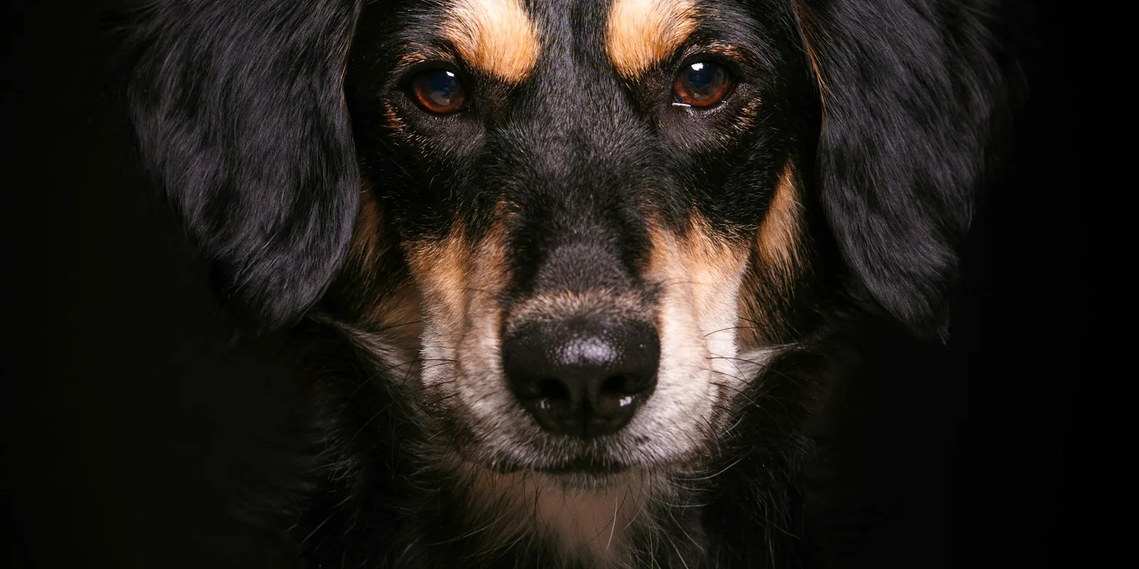 Portrait d'un chien noir et feu au regard attentif