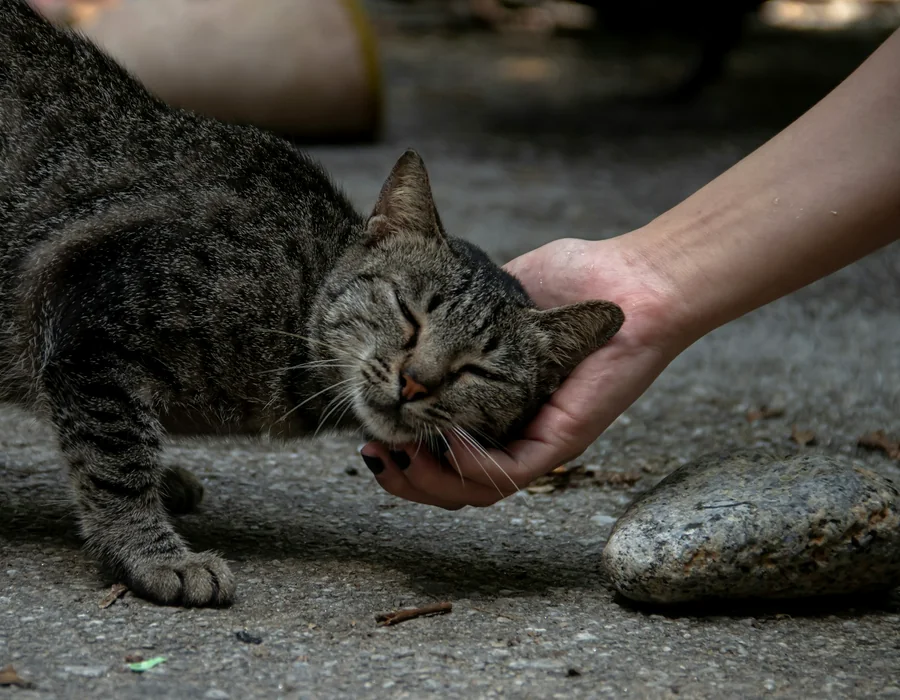 Une main caresse un chat gris au sol, scène d'écoute