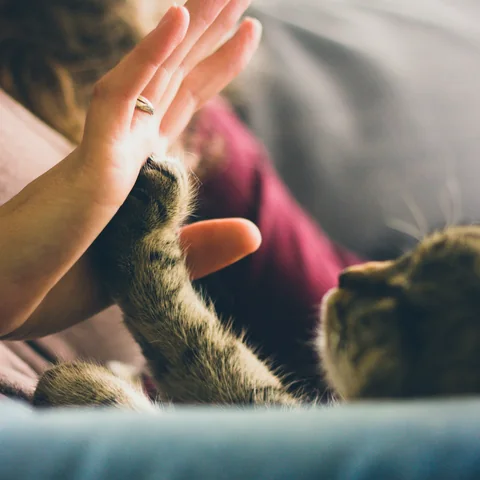 Mains qui s'approchent d'un chat, scène de pratique