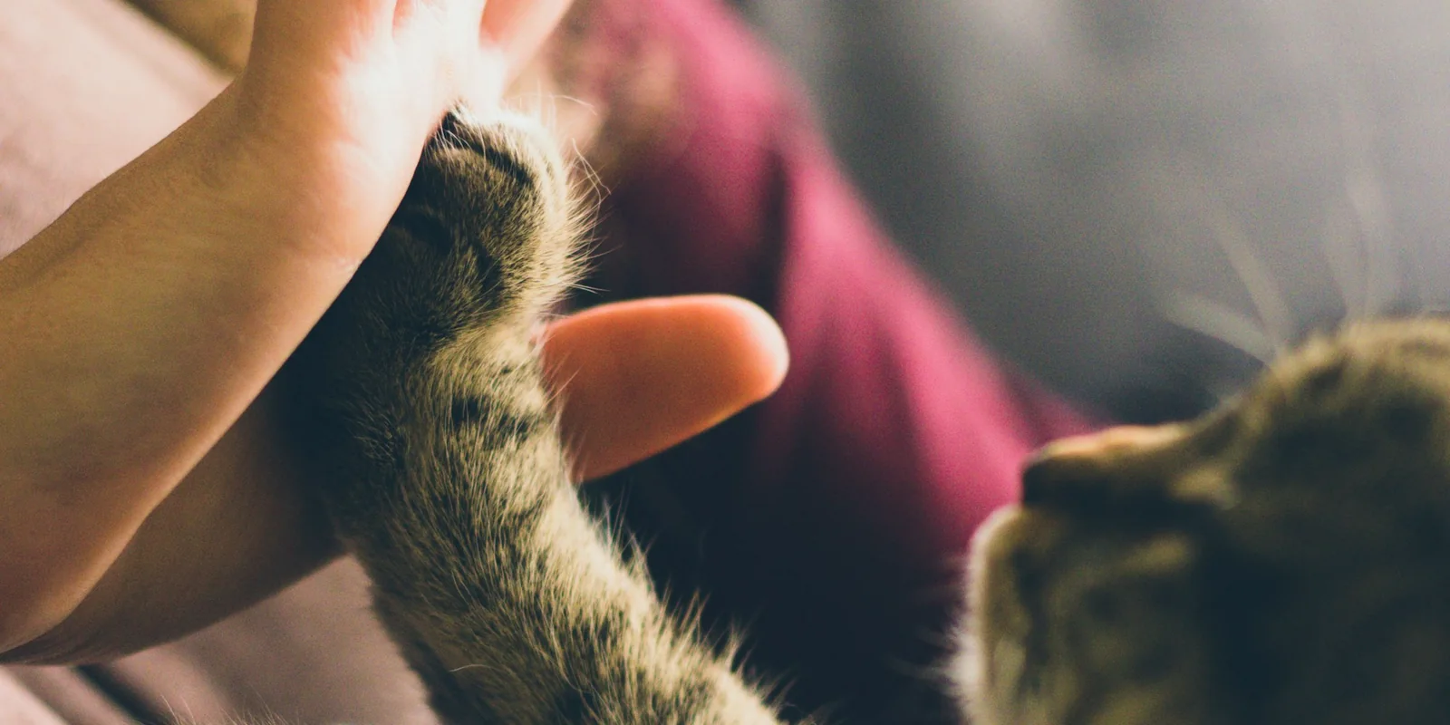 Des mains s'approchent d'un chat allongé, en pleine séance d'écoute