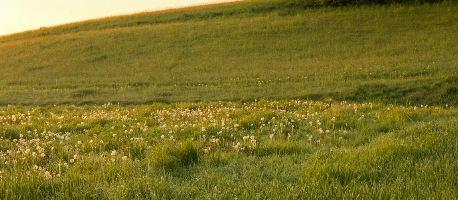Un cheval seul dans une prairie baignée de lumière douce