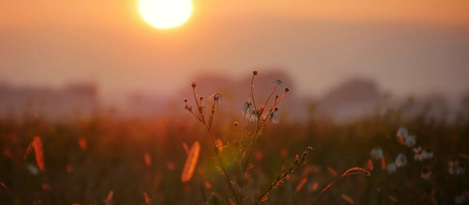 Un soleil bas sur un champ de fleurs sauvages, lumière douce